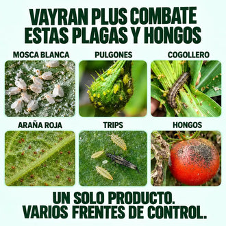 Vayran PLUS 85.4 SL