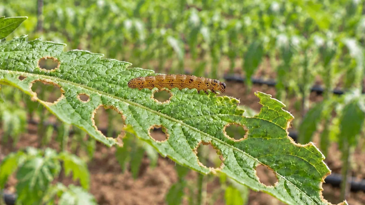 Cogollero sobre una hoja de tomate con agujeros de alimentación.